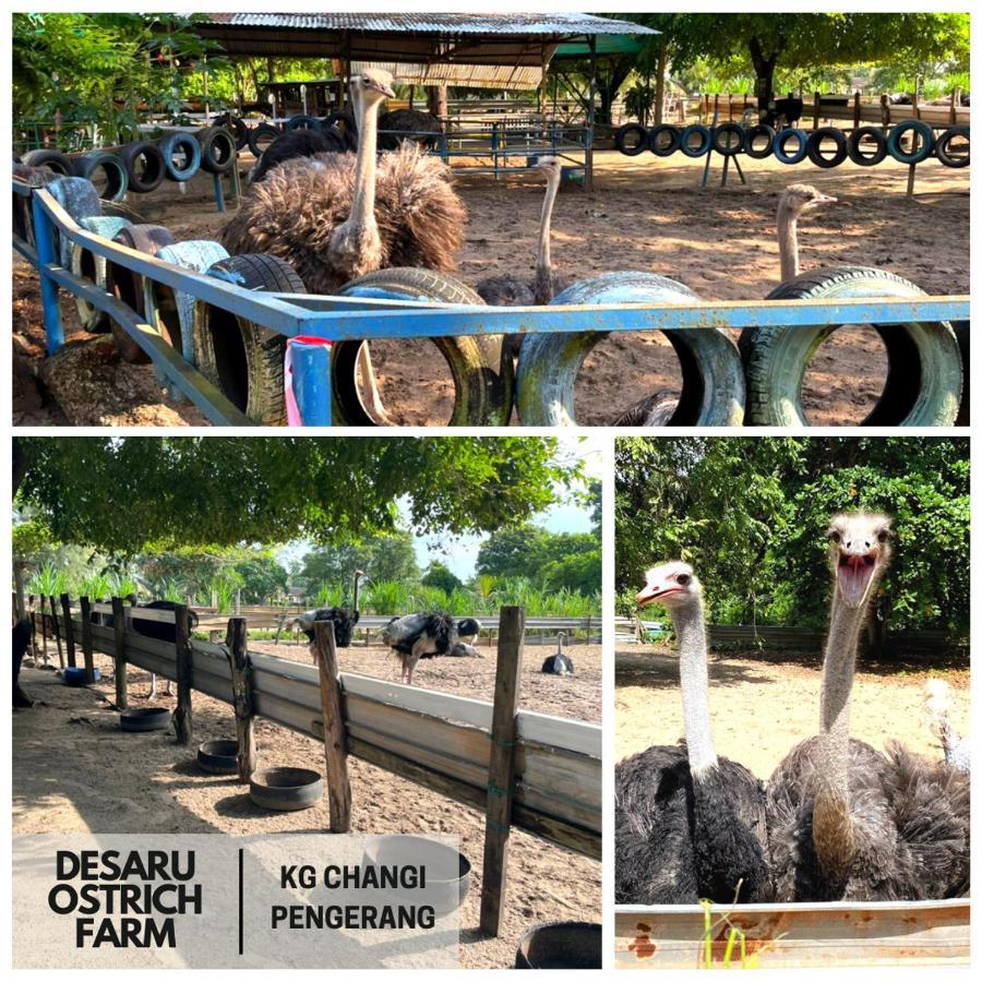 Desaru, Bayu Balau Beach Resort Bandar Penawar エクステリア 写真